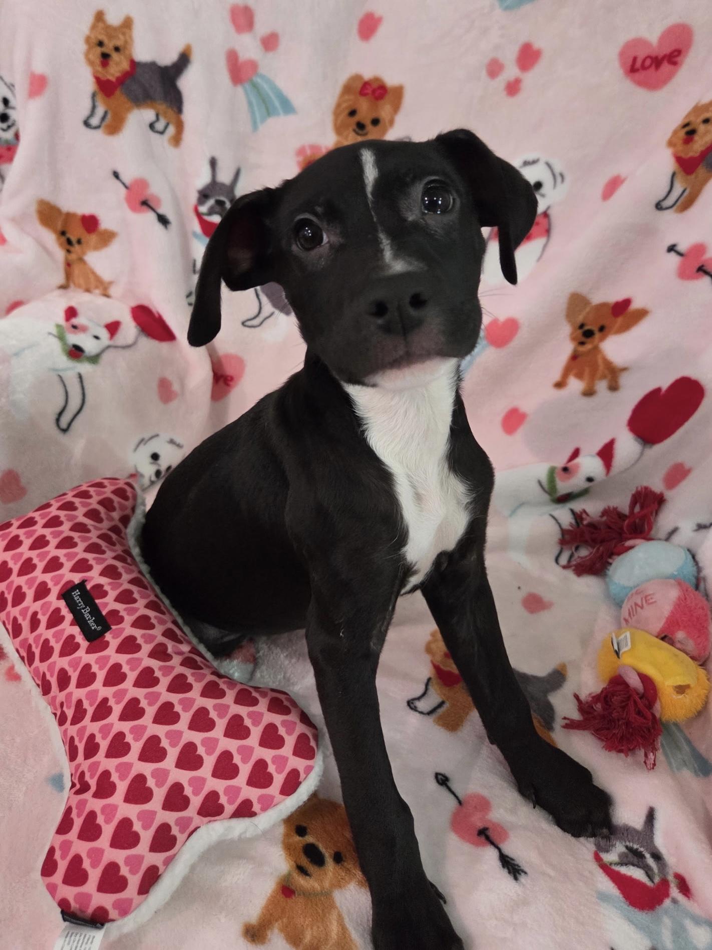 Enlarge Dino ( lover), a ADOPTABLE mixed breed in White Lake, MI image 5/5