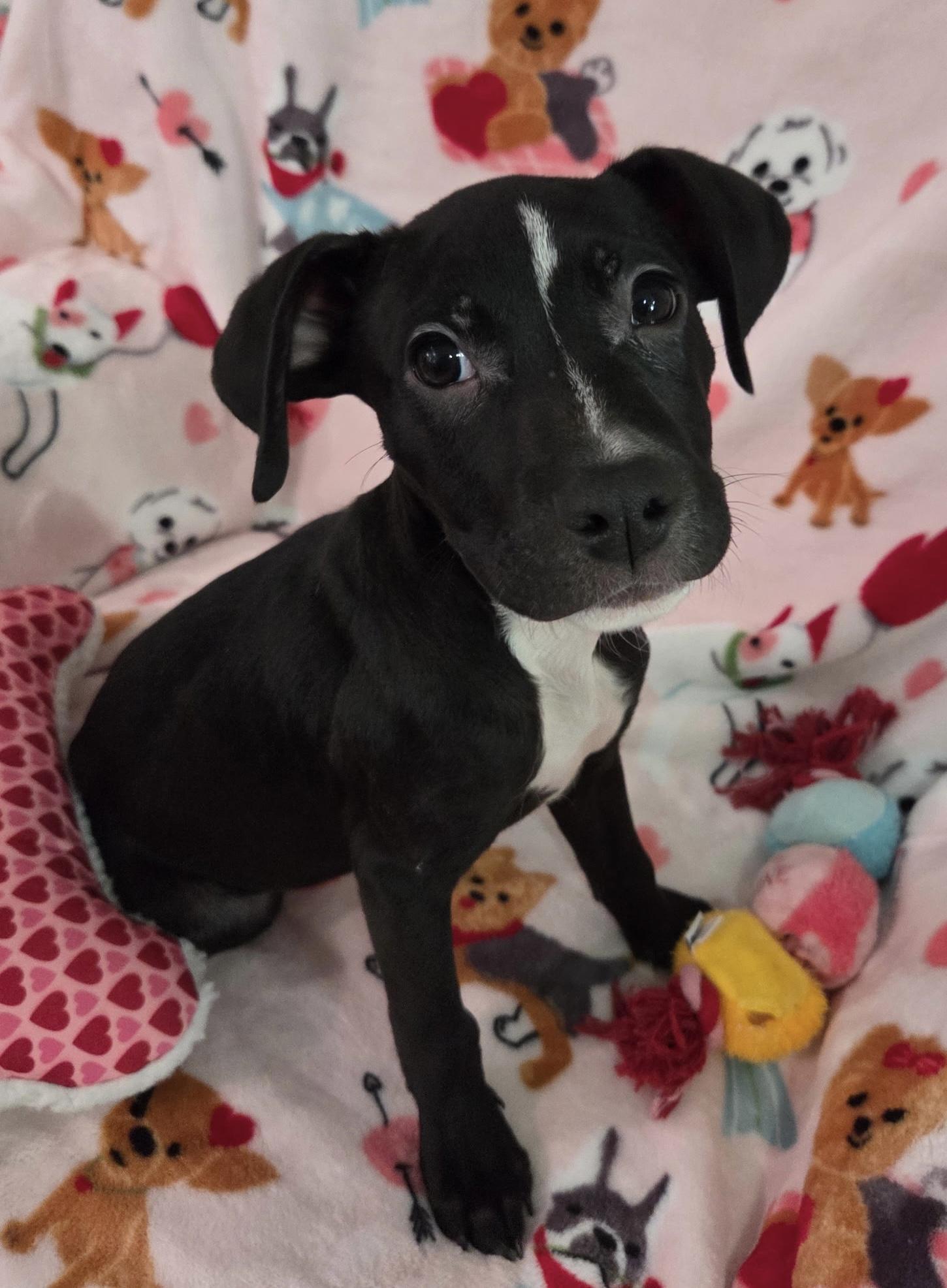 Enlarge Dino ( lover), a ADOPTABLE mixed breed in White Lake, MI image 1/5