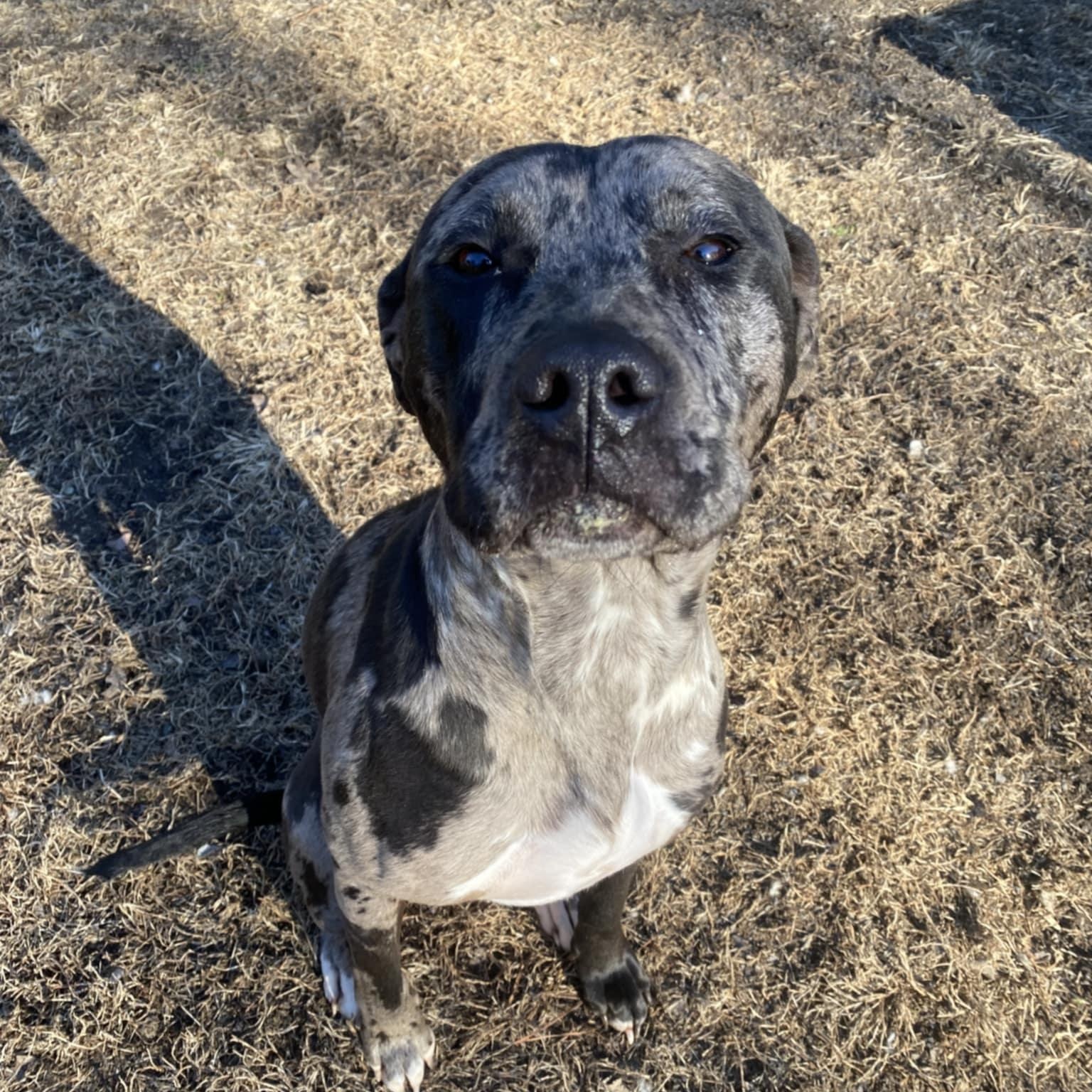 Enlarge Kira , a ADOPTABLE mixed breed in Orange, VA image 2/4