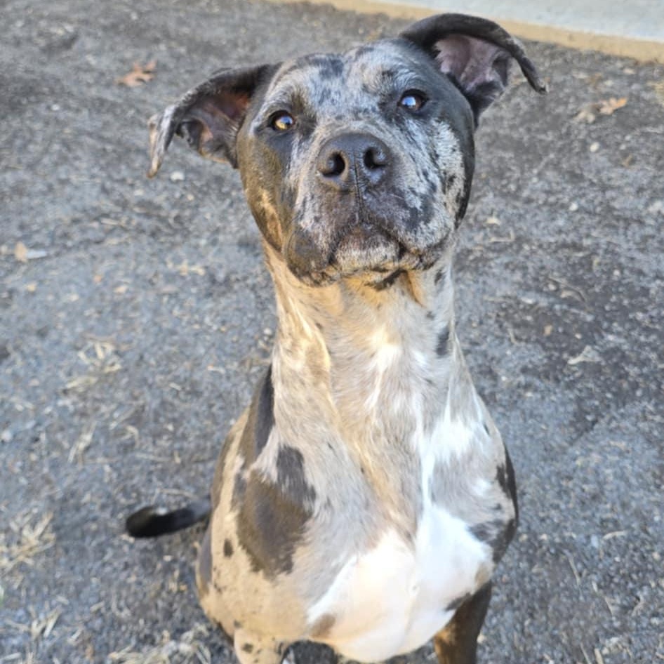 Enlarge Kira , a ADOPTABLE mixed breed in Orange, VA image 1/4