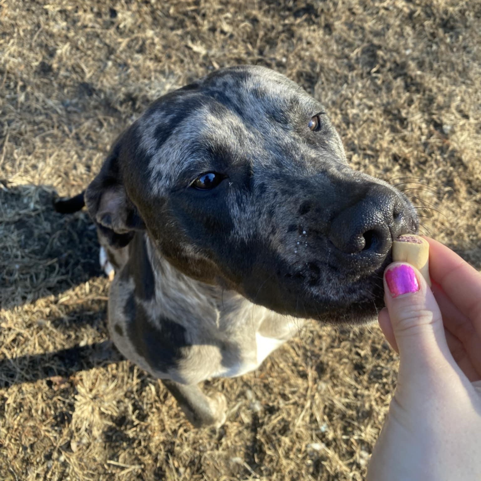 Enlarge Kira , a ADOPTABLE mixed breed in Orange, VA image 3/4