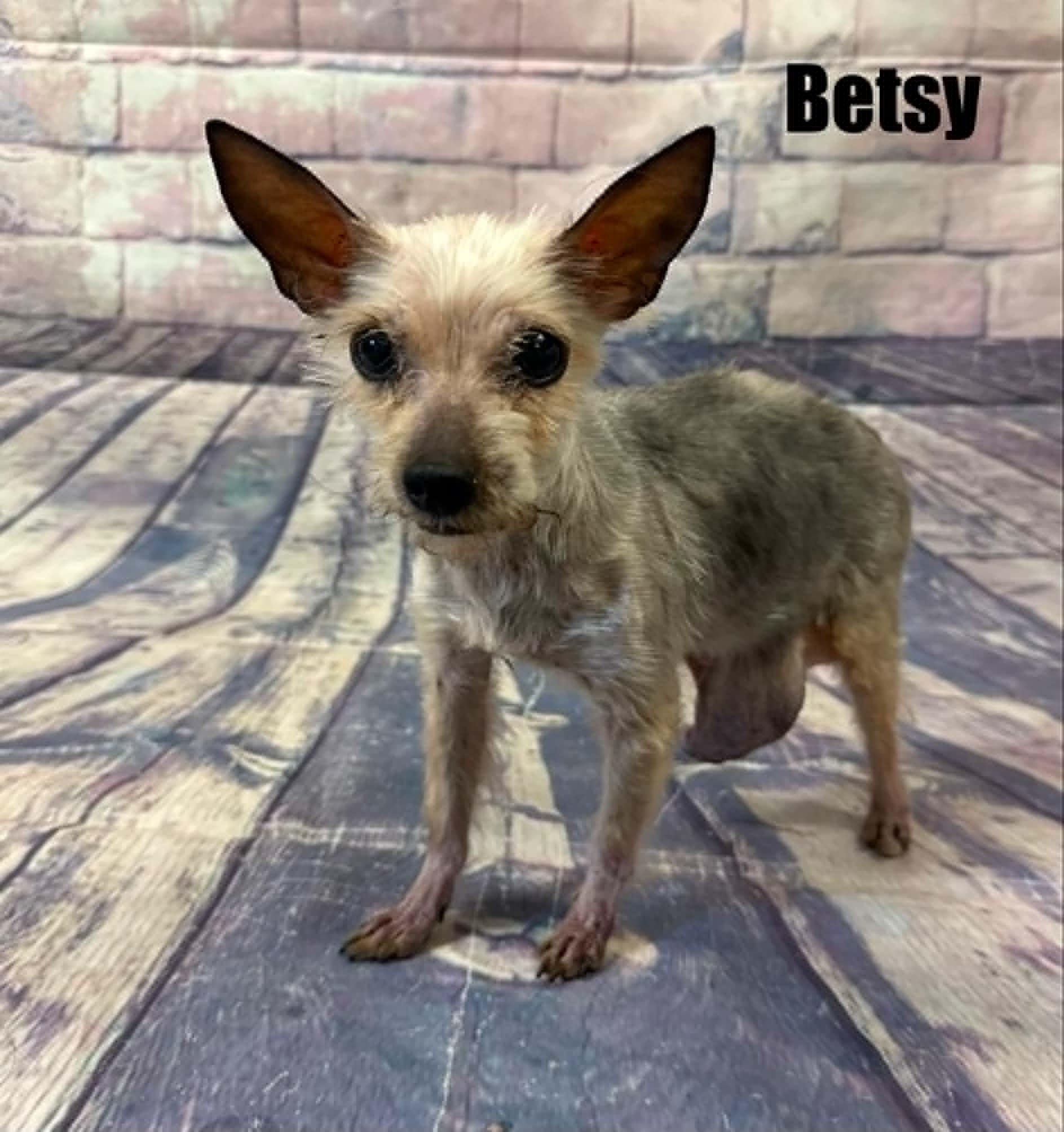 Enlarge Betsy, a Adoptable Yorkshire Terrier in Quincy, MI image 2/2