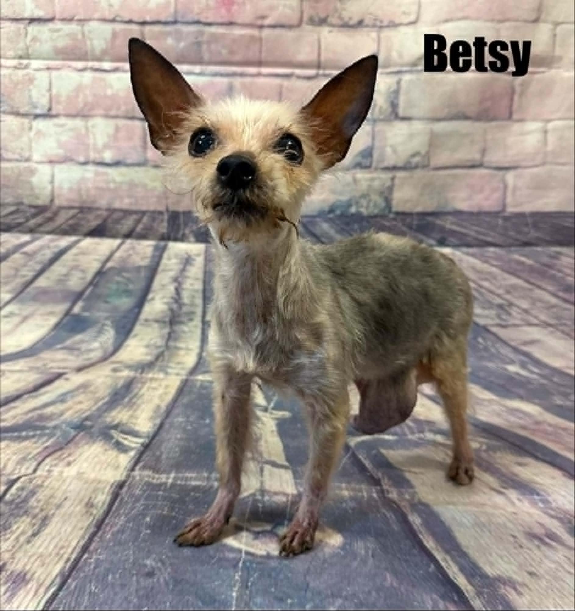 Betsy, Adoptable, Senior Female Yorkshire Terrier.