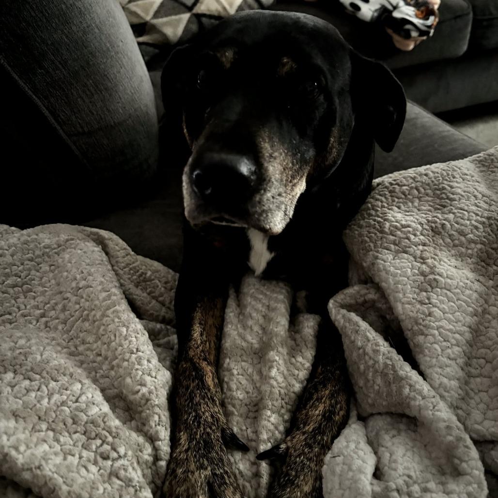 Enlarge Mayberry, a Adoptable Hound in Brainerd, MN image 1/6