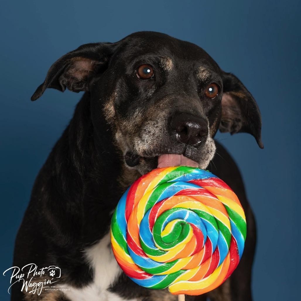 Enlarge Mayberry, a Adoptable Hound in Brainerd, MN image 6/6