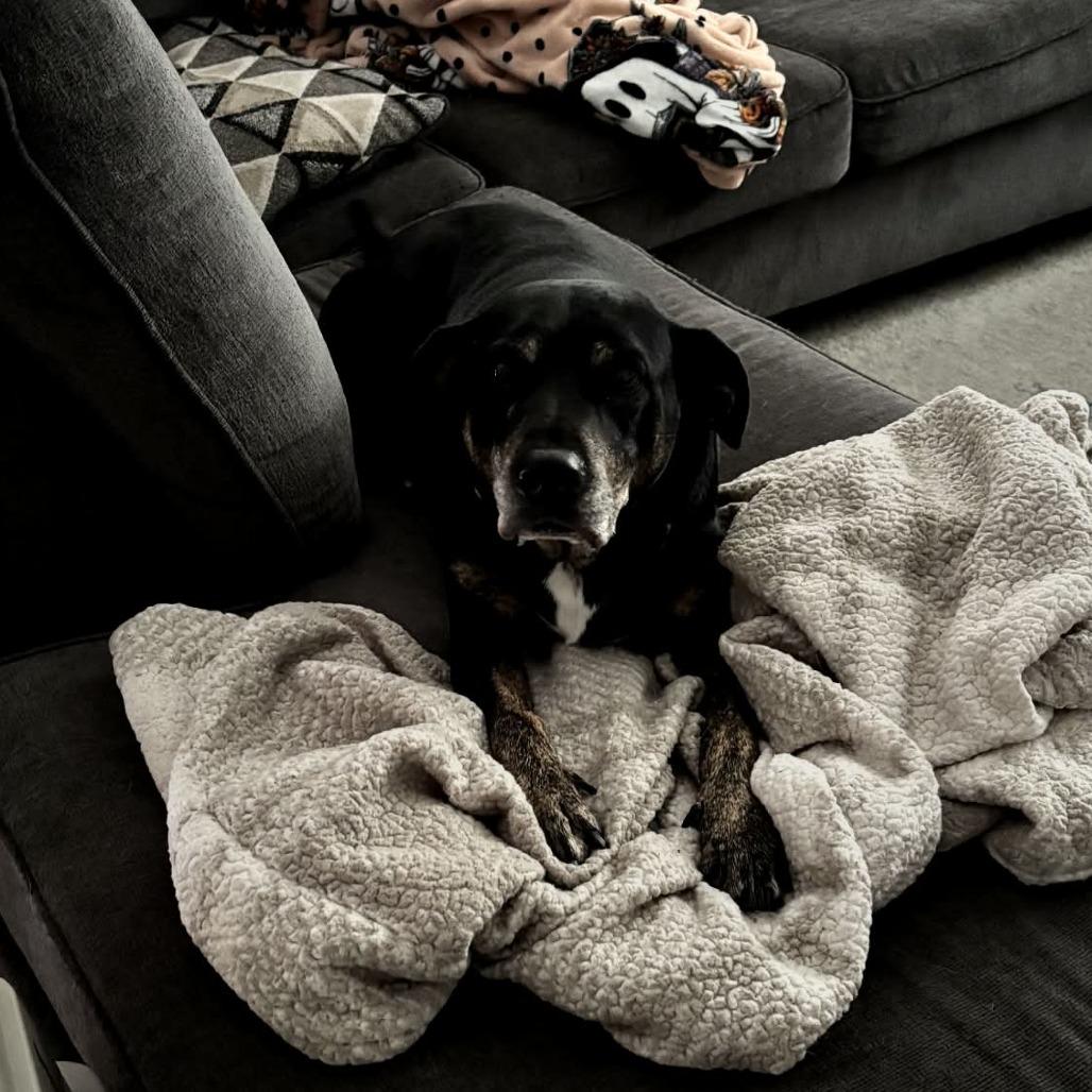 Enlarge Mayberry, a Adoptable Hound in Brainerd, MN image 3/6