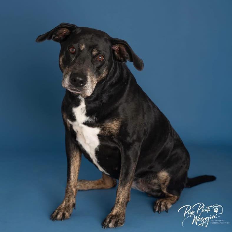 Enlarge Mayberry, a Adoptable Hound in Brainerd, MN image 4/6