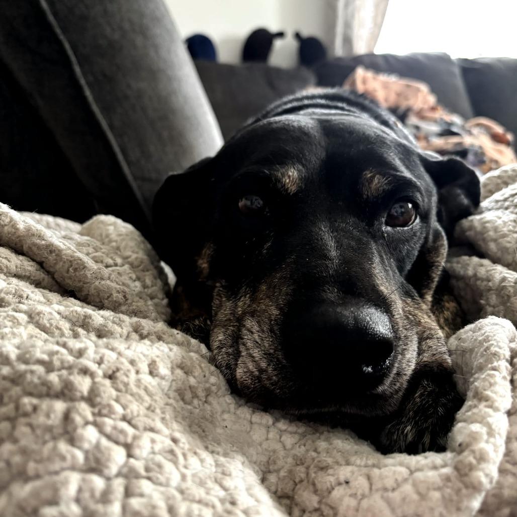 Mayberry, Adoptable, Adult Female Hound.