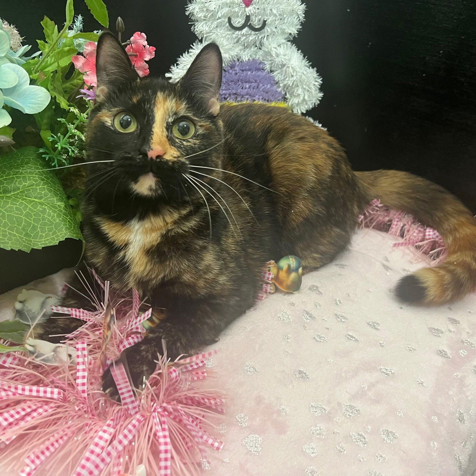 Esmerelda, Adopted, Young Female Tortoiseshell & Tabby.