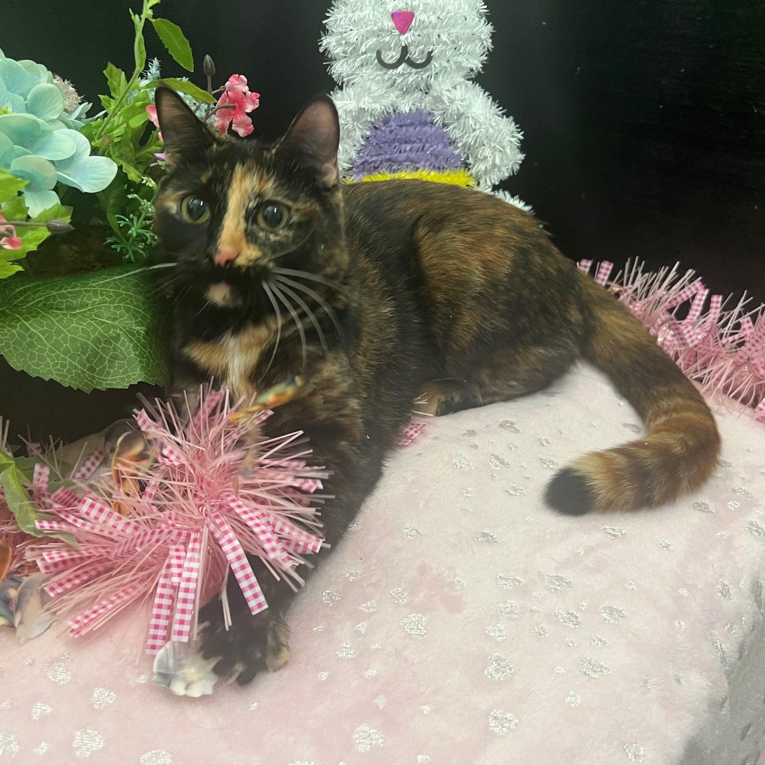 Enlarge Esmerelda, a Adopted mixed breed in Fayetteville, GA image 2/3