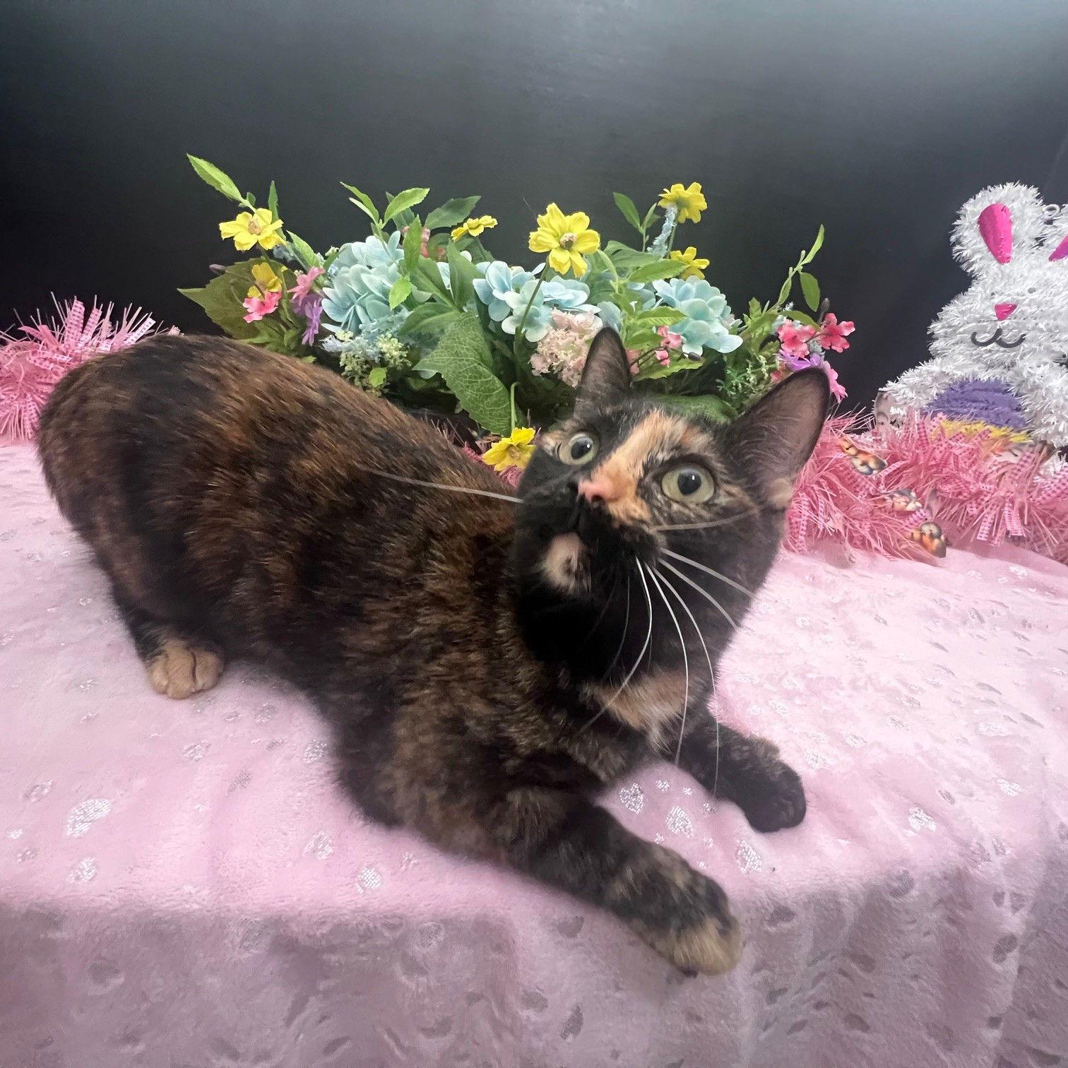 Enlarge Esmerelda, a Adopted mixed breed in Fayetteville, GA image 3/3