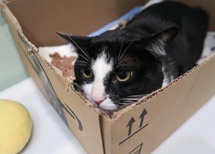Enlarge Shadow, a Adoptable Domestic Short Hair in Scottsdale, AZ image 1/2