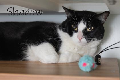 Enlarge Shadow, a Adoptable Domestic Short Hair in Scottsdale, AZ image 2/2