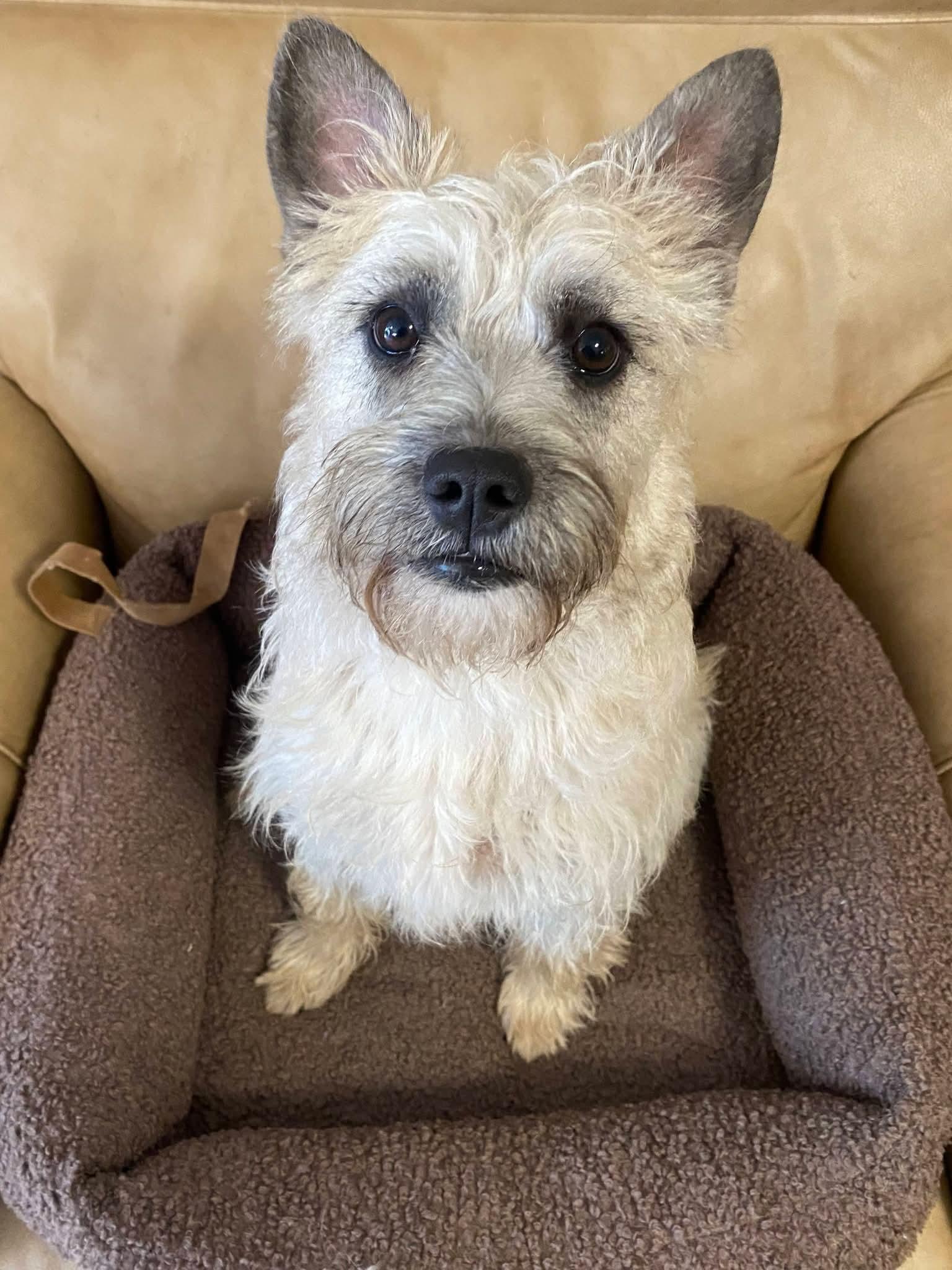 Sugar, a ADOPTABLE mixed breed in Oakland, CA image 6/6