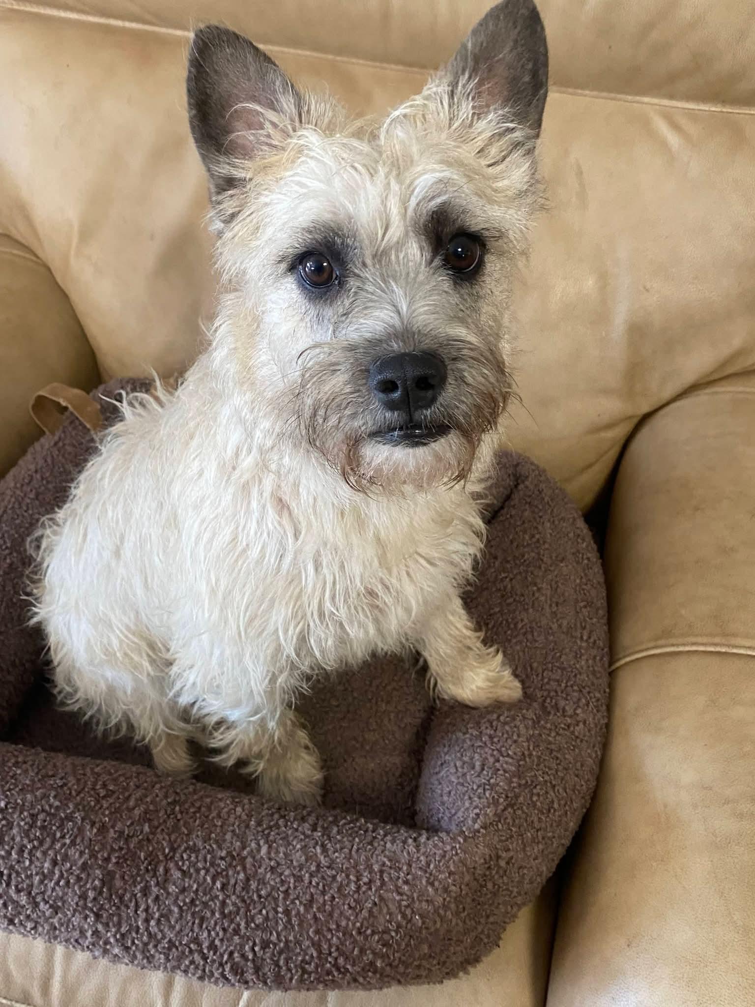 Sugar, a ADOPTABLE mixed breed in Oakland, CA image 4/6