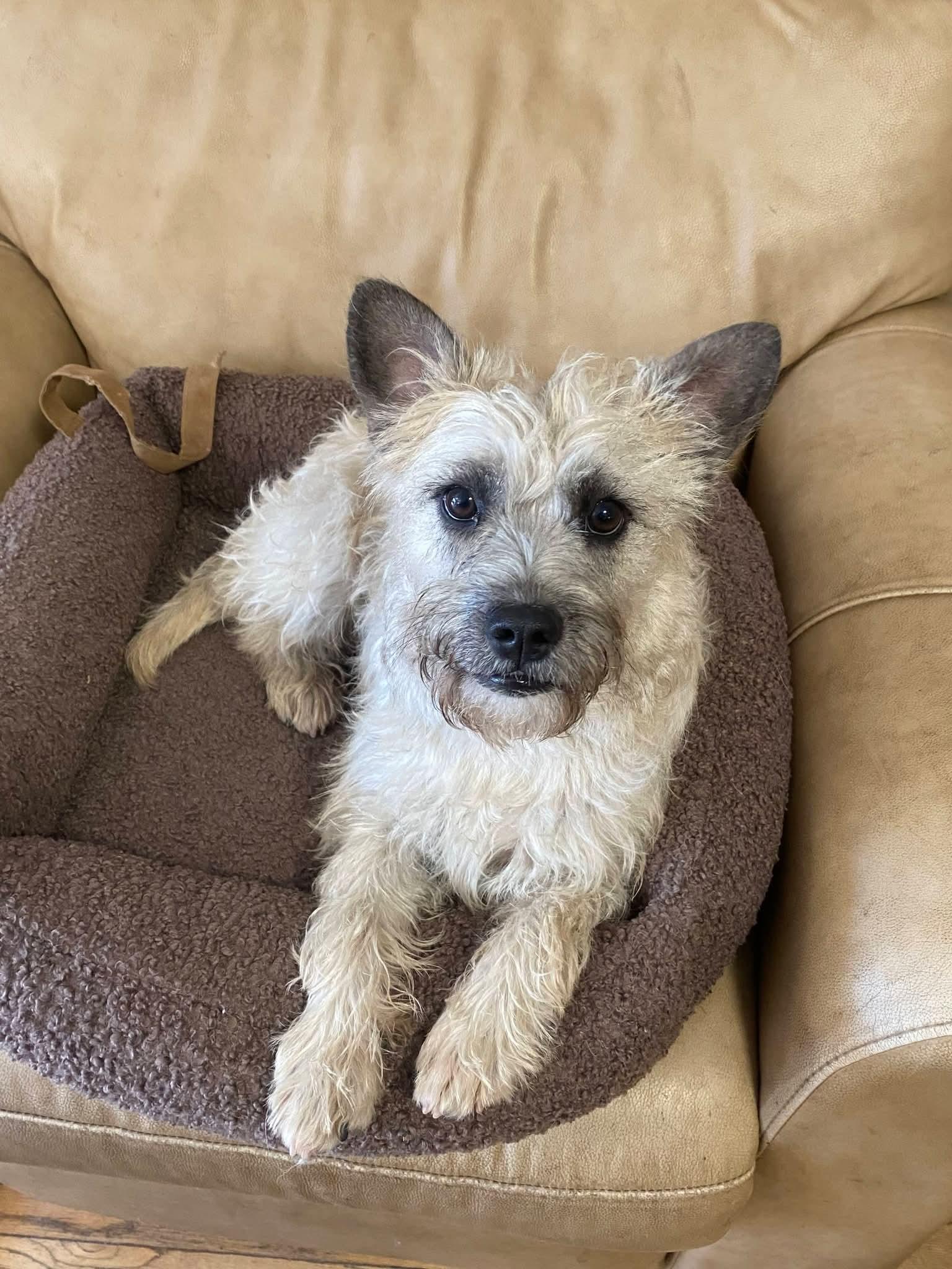 Sugar, a ADOPTABLE mixed breed in Oakland, CA image 1/6