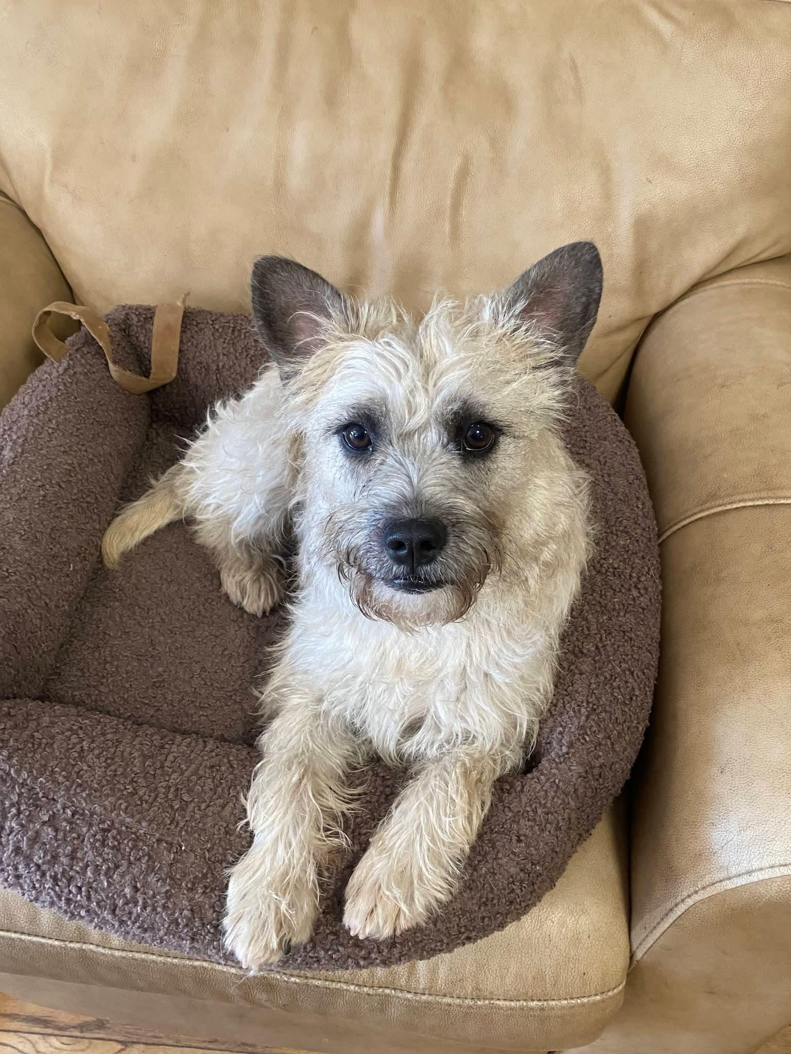 Sugar, a ADOPTABLE mixed breed in Oakland, CA image 2/6