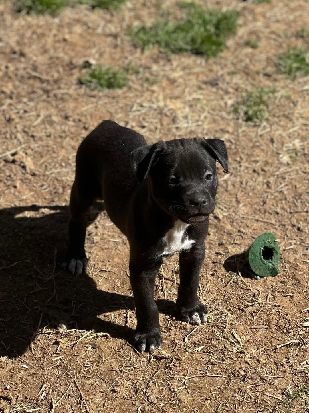 VALENTINO, a Adopted mixed breed in Broadalbin, NY image 1/5