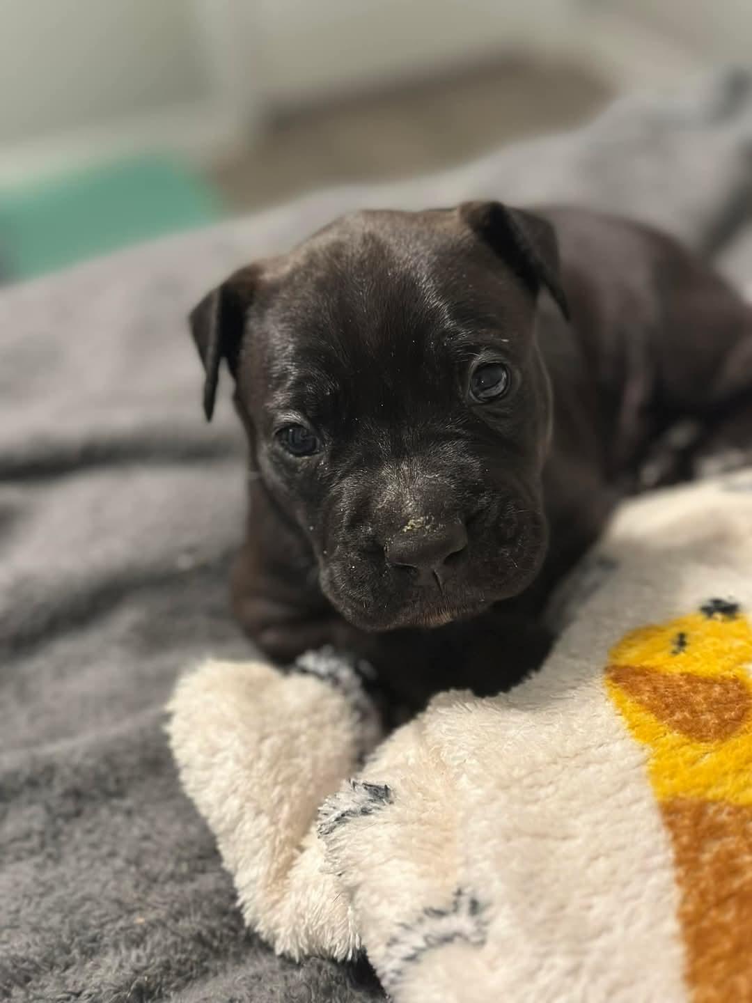 VALENTINO, a Adopted mixed breed in Broadalbin, NY image 2/5