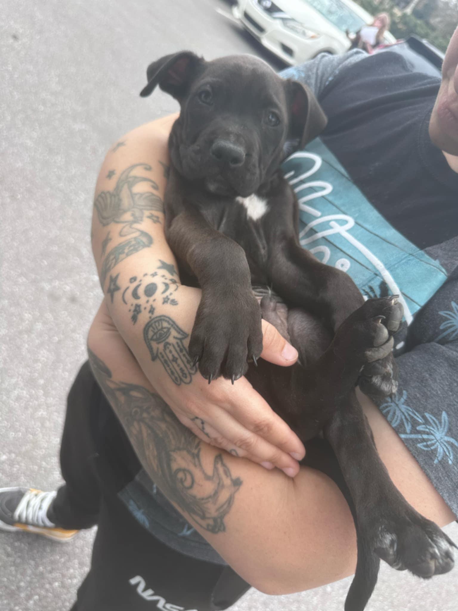 VALENTINO, a Adopted mixed breed in Broadalbin, NY image 3/5