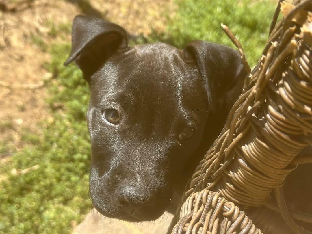 VALENTINO, a Adopted mixed breed in Broadalbin, NY image 5/5