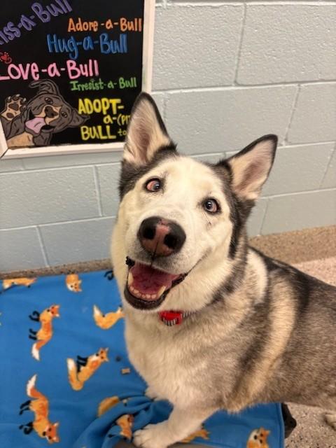 Enlarge KODA, a Adoptable Siberian Husky in Brighton, CO image 1/1