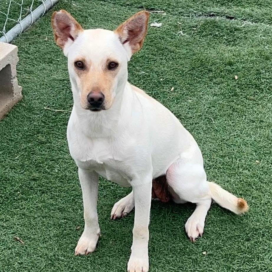 Hydra, Adoptable, Young Female Mixed Breed.