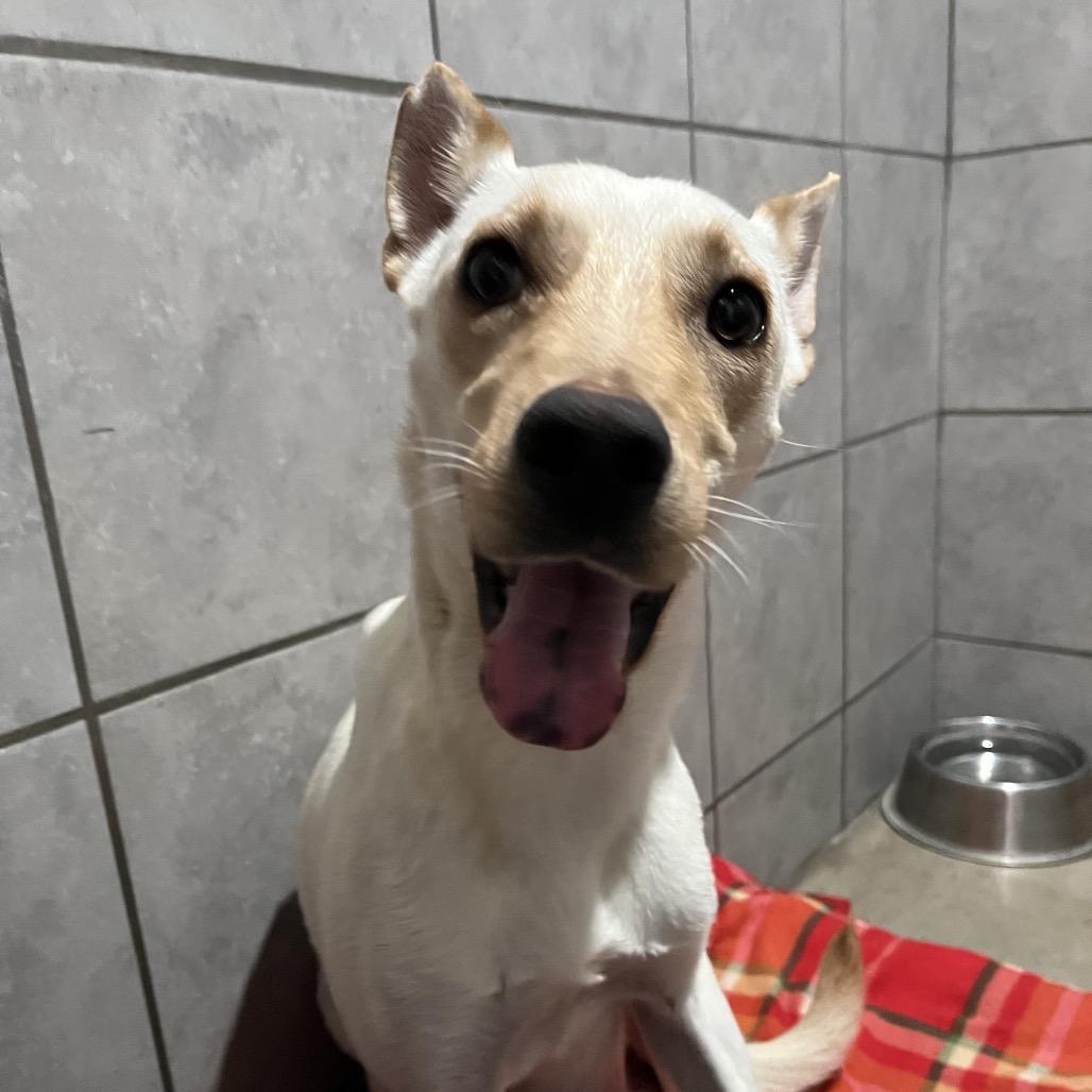 Enlarge Hydra, a Adoptable Mixed Breed in Jackson, MO image 2/4