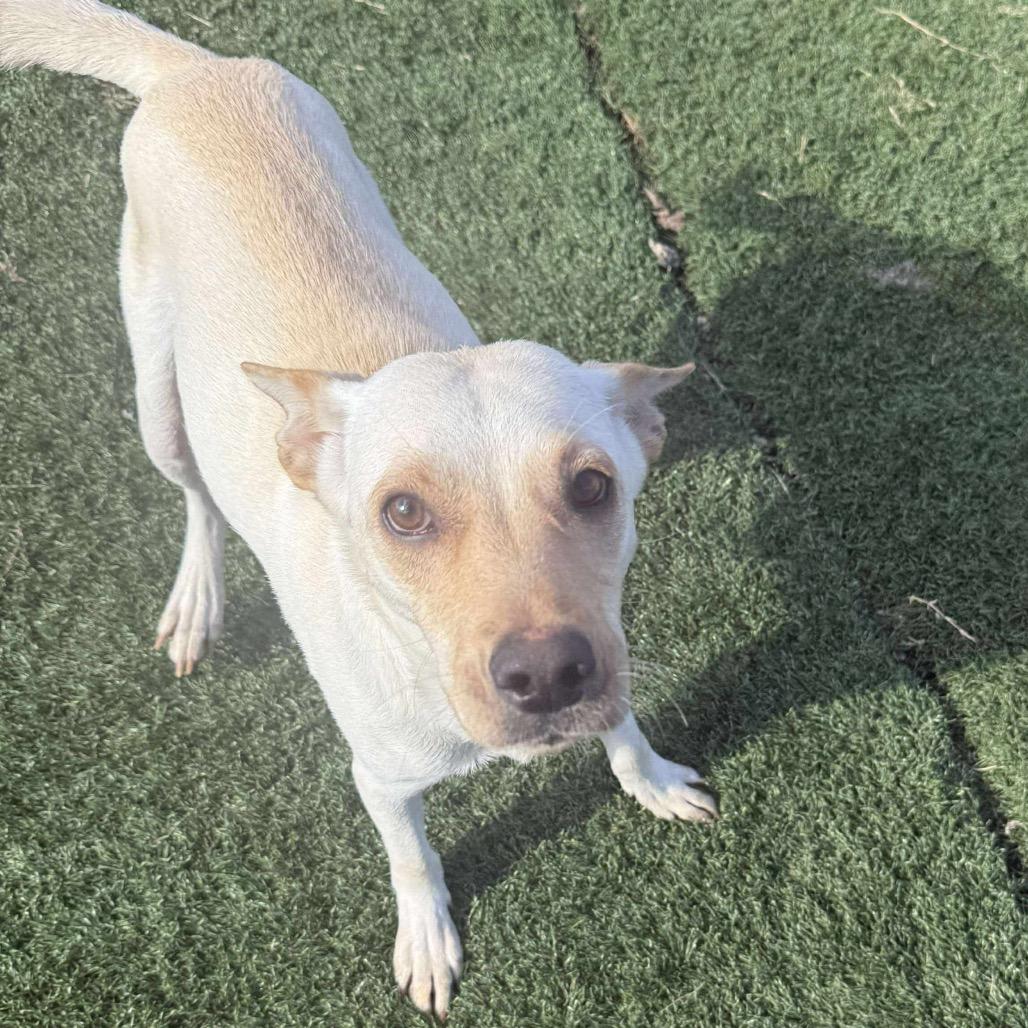 Enlarge Hydra, a Adoptable Mixed Breed in Jackson, MO image 3/4