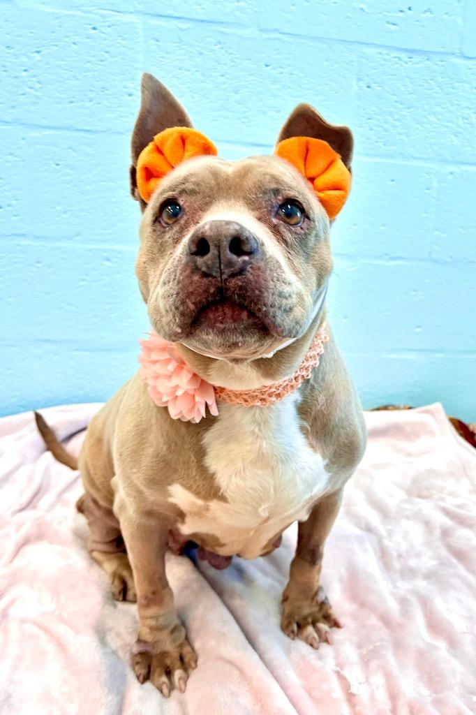 Sassy, Adoptable, Senior Female Staffordshire Bull Terrier & Mixed Breed.
