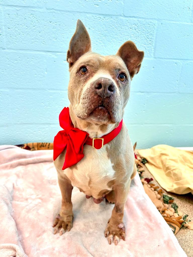 Enlarge Sassy, a Adoptable mixed breed in Cape Coral, FL image 2/4