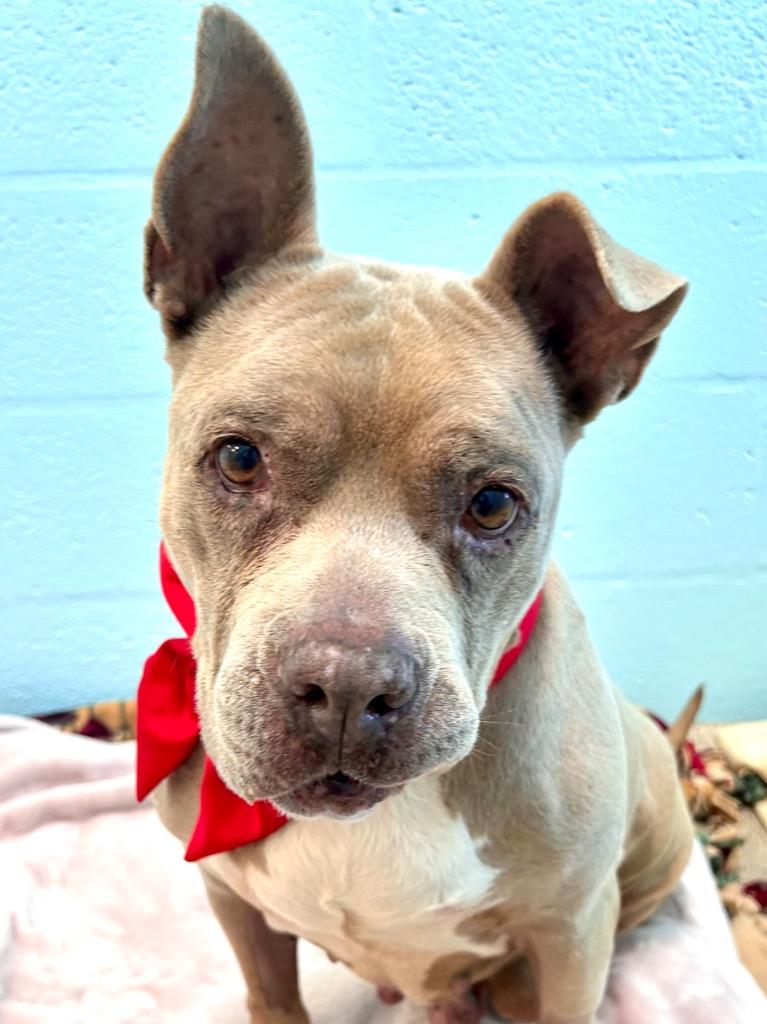 Enlarge Sassy, a Adoptable mixed breed in Cape Coral, FL image 3/4