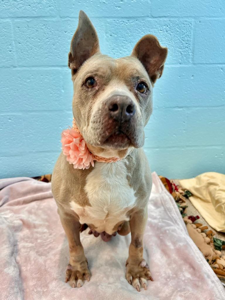 Enlarge Sassy, a Adoptable mixed breed in Cape Coral, FL image 4/4