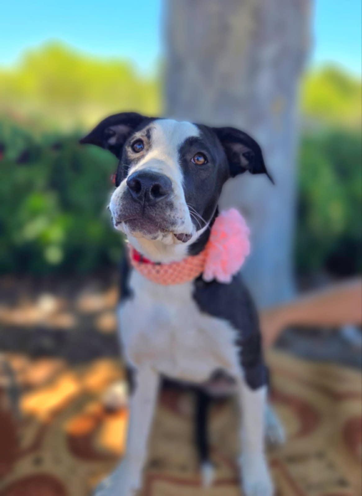 Angel