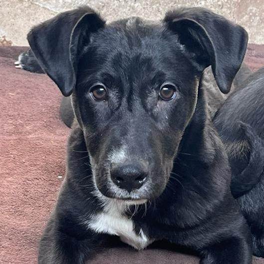 Enlarge Darth, a Adoptable Black Labrador Retriever in Nogales , AZ image 1/6