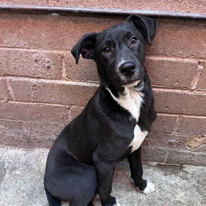 Enlarge Darth, a Adoptable Black Labrador Retriever in Nogales , AZ image 2/6