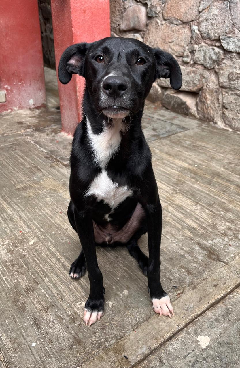 Enlarge Darth, a Adoptable Black Labrador Retriever in Nogales , AZ image 3/6