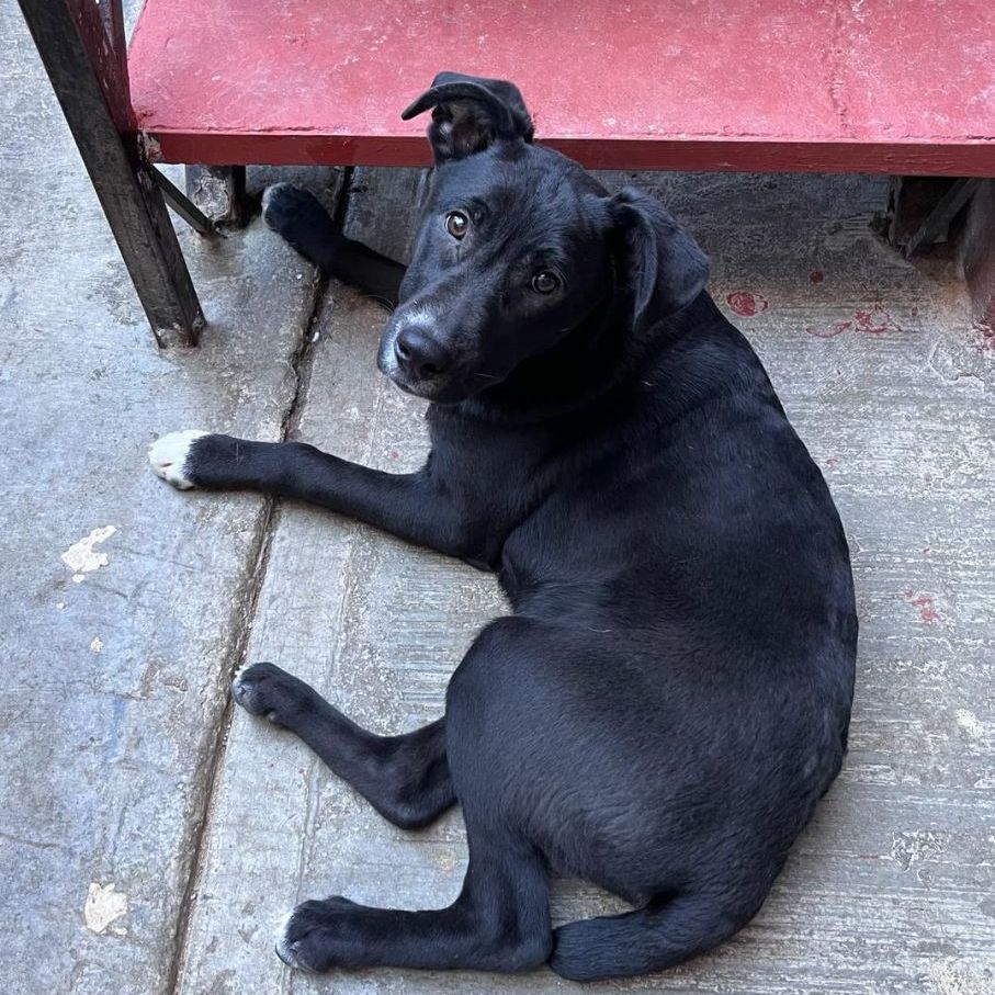 Enlarge Darth, a Adoptable Black Labrador Retriever in Nogales , AZ image 4/6