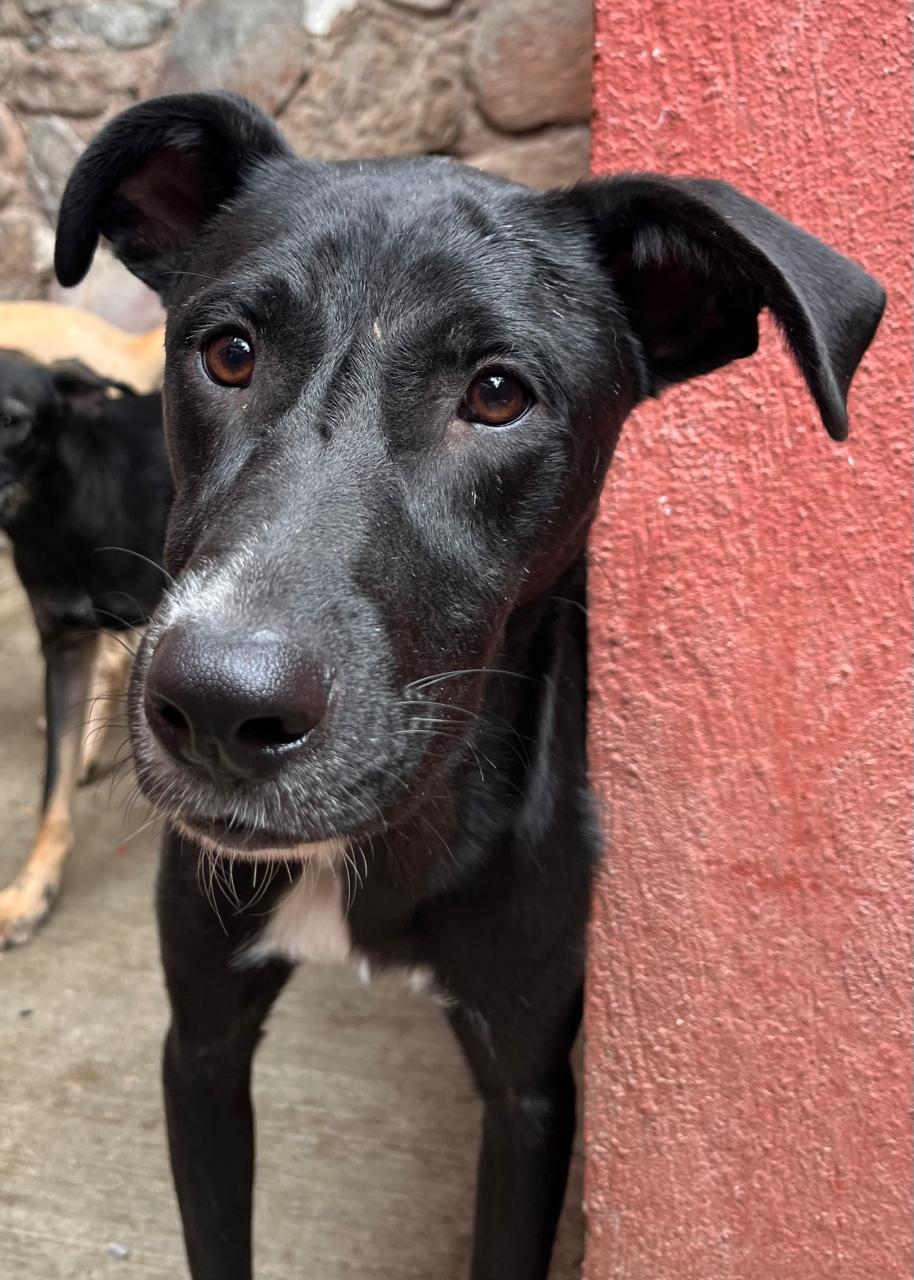 Enlarge Darth, a Adoptable Black Labrador Retriever in Nogales , AZ image 5/6