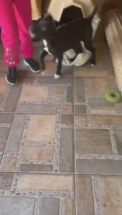 Enlarge Darth, a Adoptable Black Labrador Retriever in Nogales , AZ video 6/6