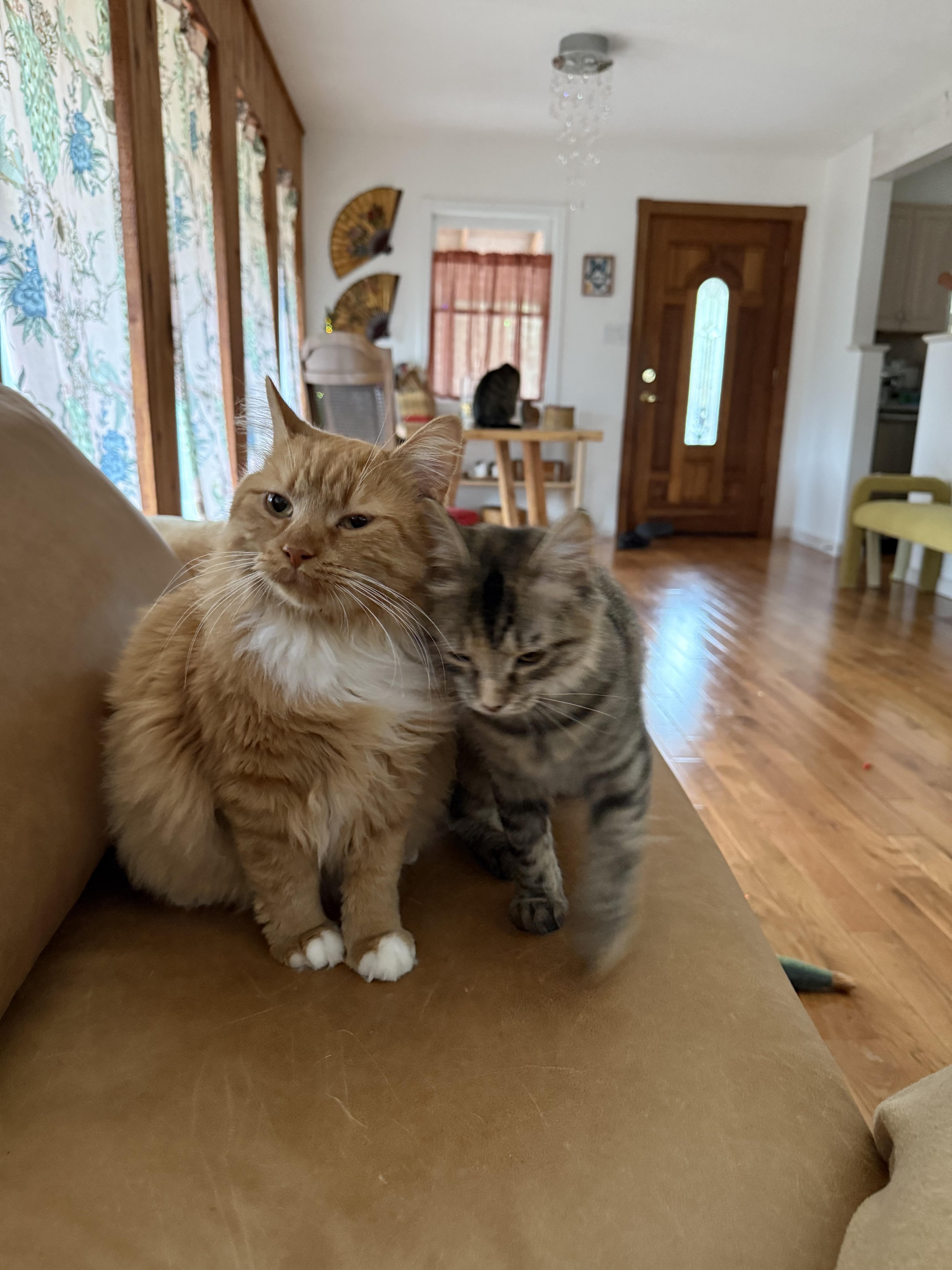 Enlarge Marmalade (bonded to Matea), a ADOPTABLE Domestic Long Hair in Asheville, NC image 1/6