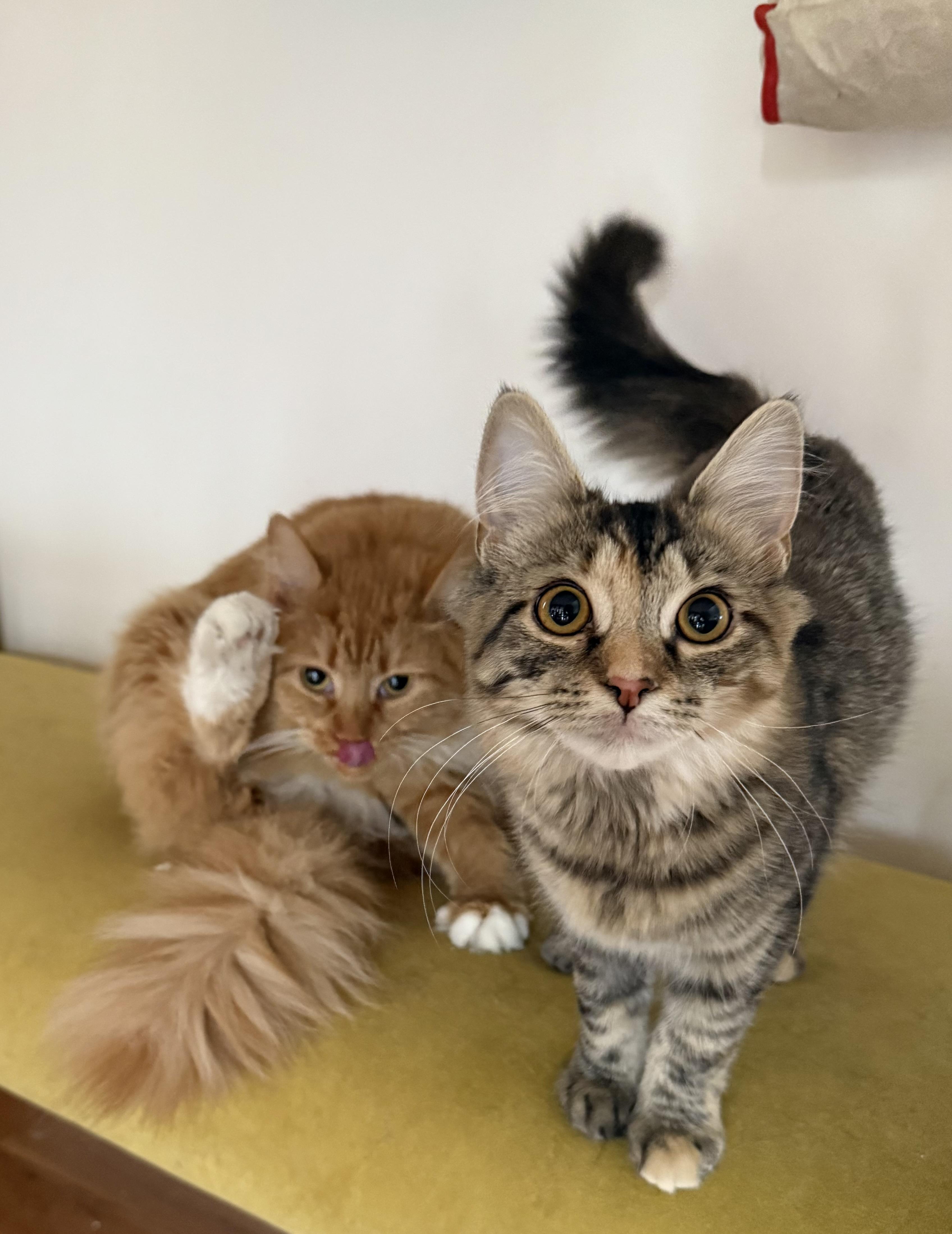 Enlarge Marmalade (bonded to Matea), a ADOPTABLE Domestic Long Hair in Asheville, NC image 2/6