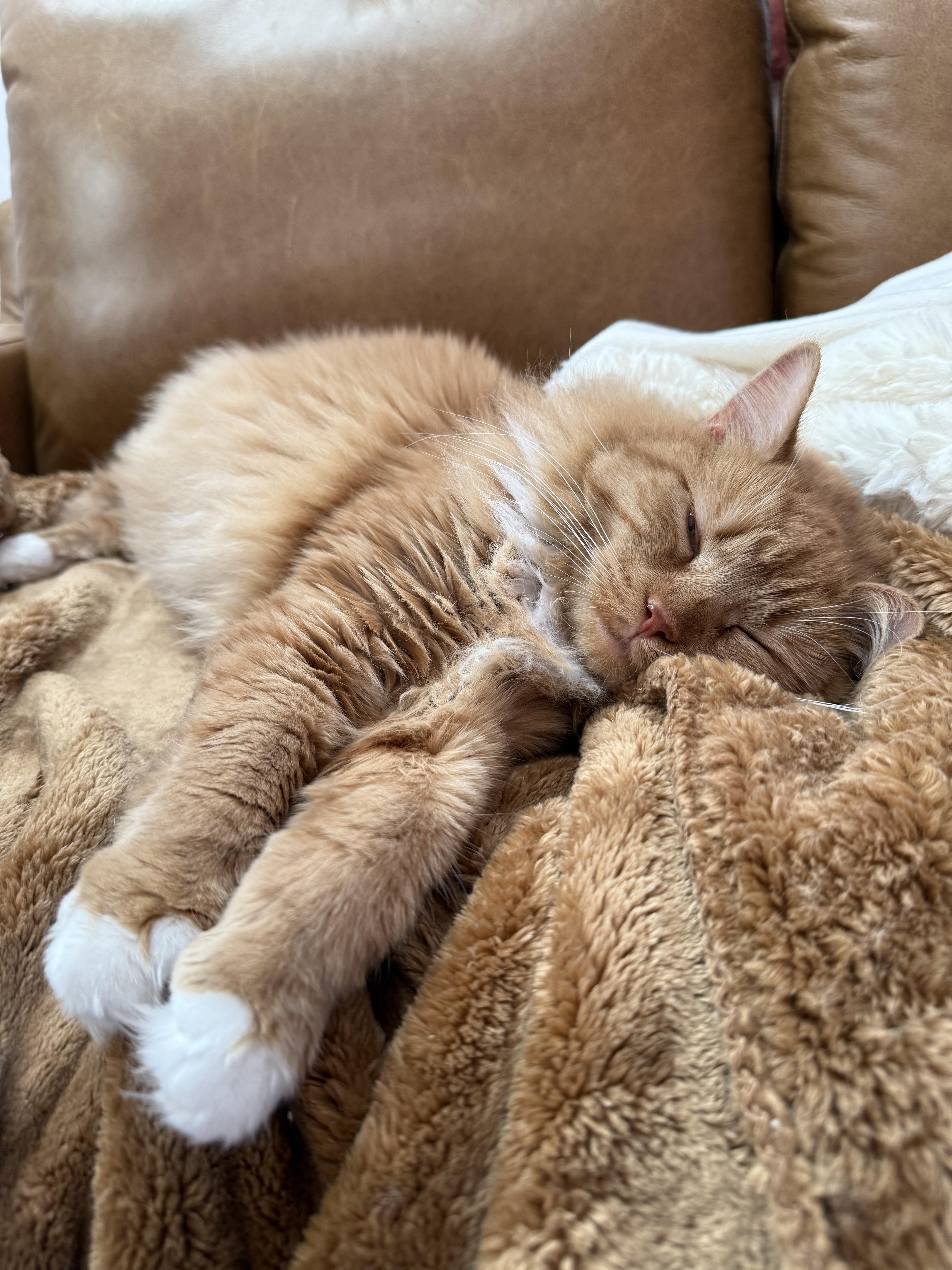Enlarge Marmalade (bonded to Matea), a ADOPTABLE Domestic Long Hair in Asheville, NC image 3/6