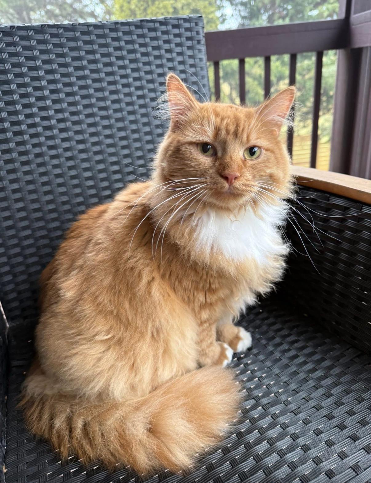 Enlarge Marmalade (bonded to Matea), a ADOPTABLE Domestic Long Hair in Asheville, NC image 1/6