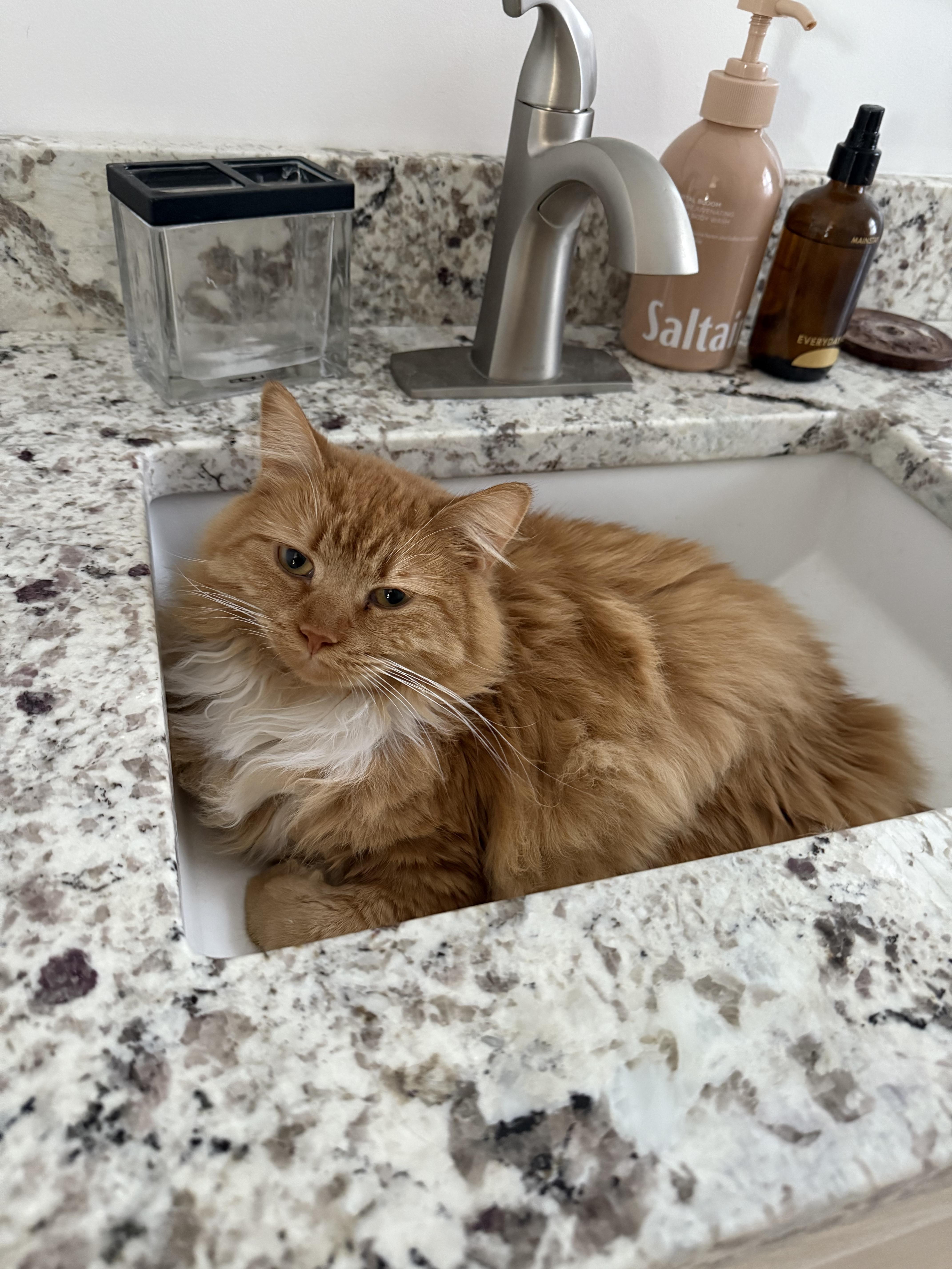 Enlarge Marmalade (bonded to Matea), a ADOPTABLE Domestic Long Hair in Asheville, NC image 4/6