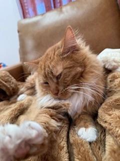 Enlarge Marmalade (bonded to Matea), a ADOPTABLE Domestic Long Hair in Asheville, NC image 5/6