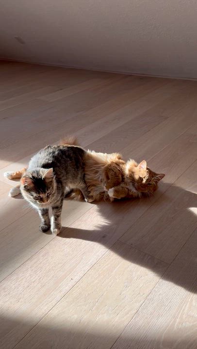 Enlarge Marmalade (bonded to Matea), a ADOPTABLE Domestic Long Hair in Asheville, NC video 6/6