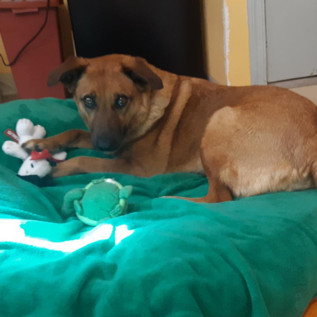 Enlarge Isabelle (Xochilt), a Adoptable Mixed Breed in Tucson, AZ image 1/2