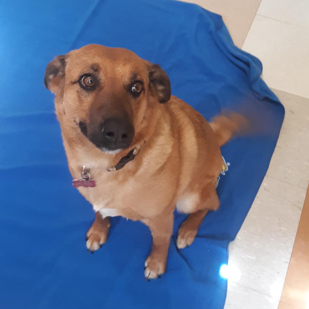 Enlarge Isabelle (Xochilt), a Adoptable Mixed Breed in Tucson, AZ image 2/2