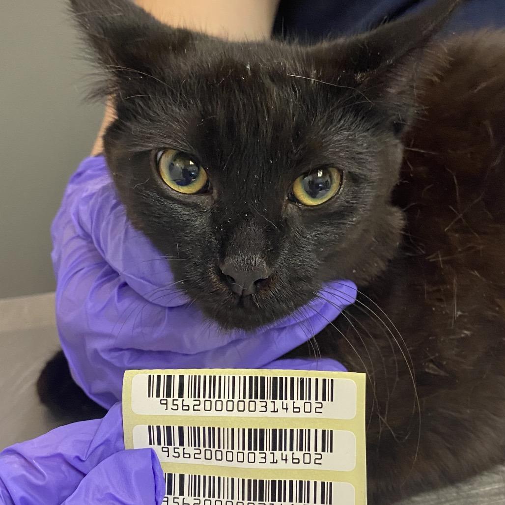 Zero, Adoptable, Young Male Domestic Short Hair.